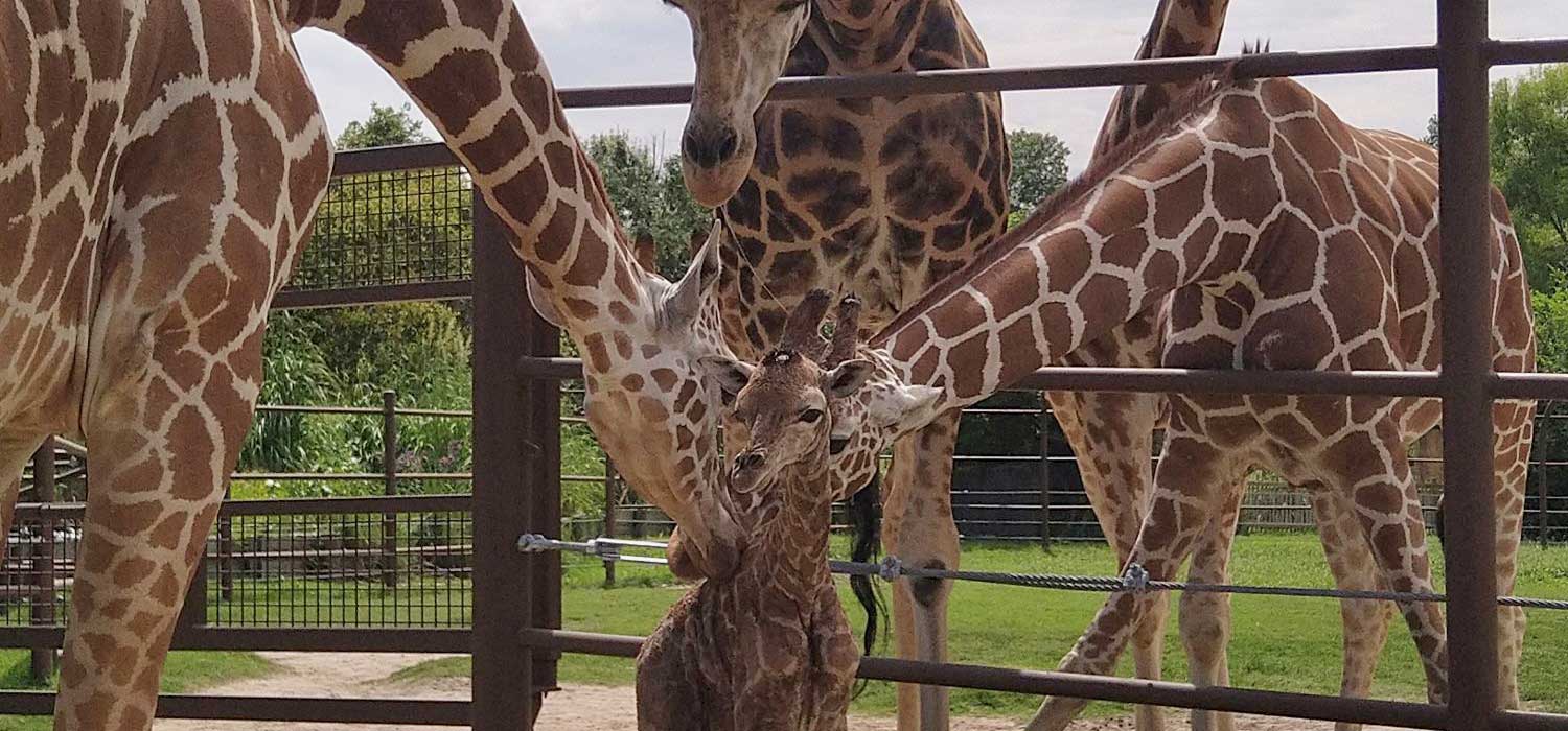 Tulsa Zoo Announce Birth of Giraffe Calf The Animal Facts