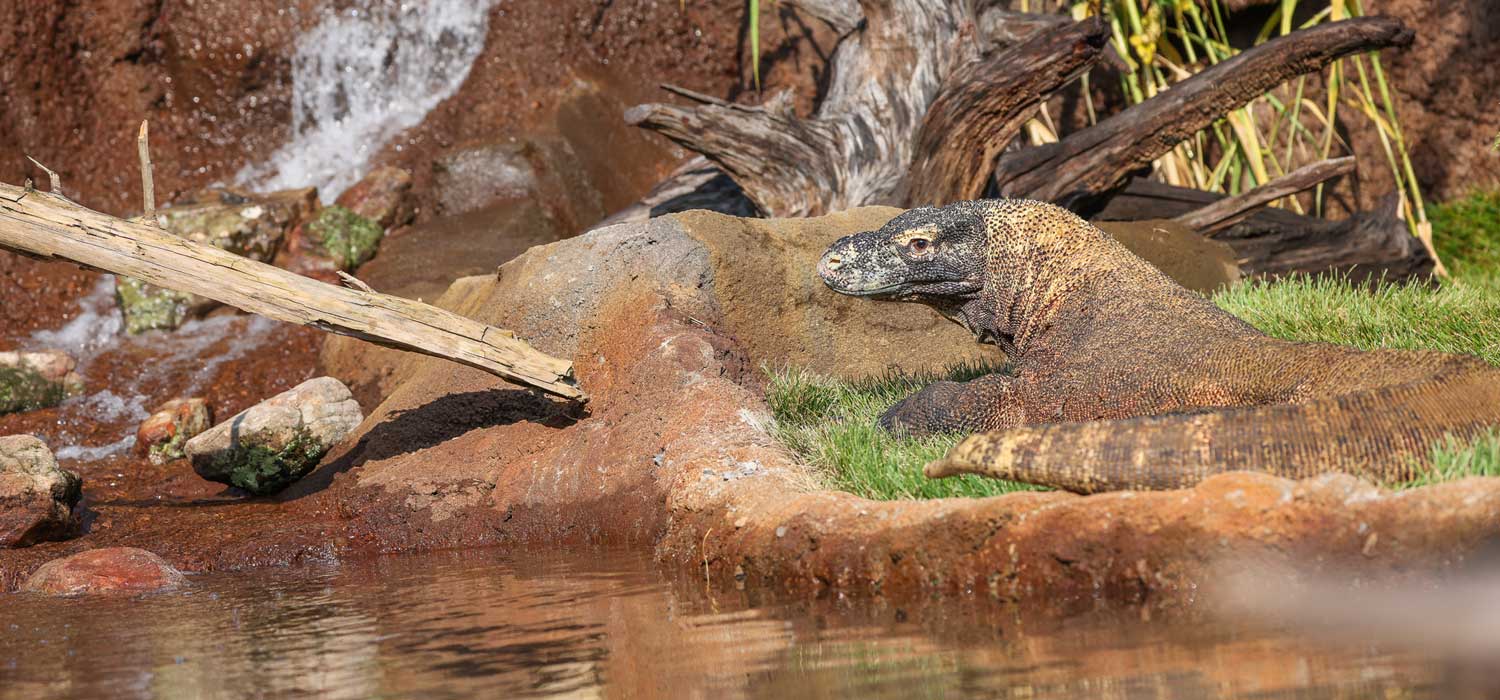 Komodo Dragon Habitat at Nashville Zoo