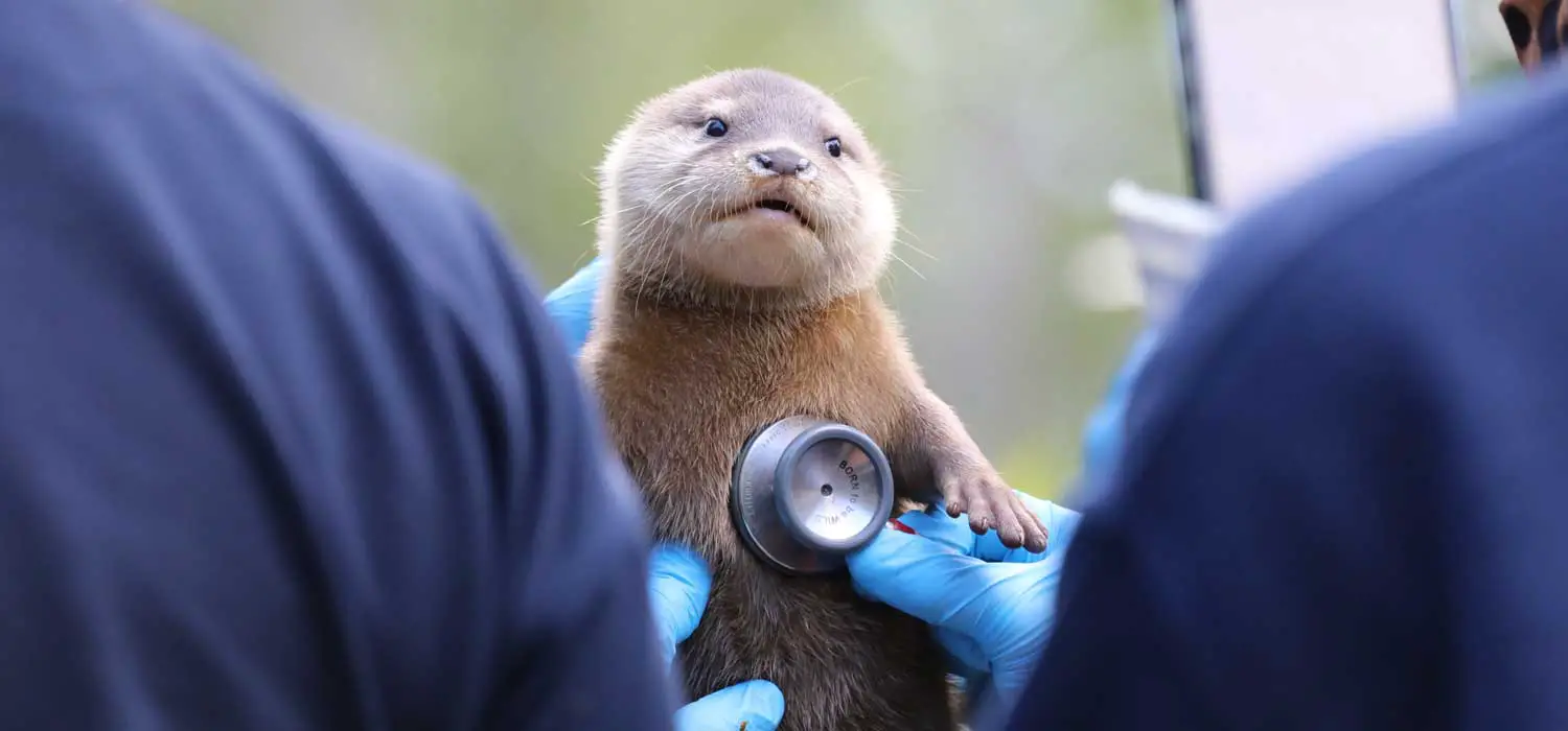 Otter Pup Health Check at RZSS Edinburgh Zoo