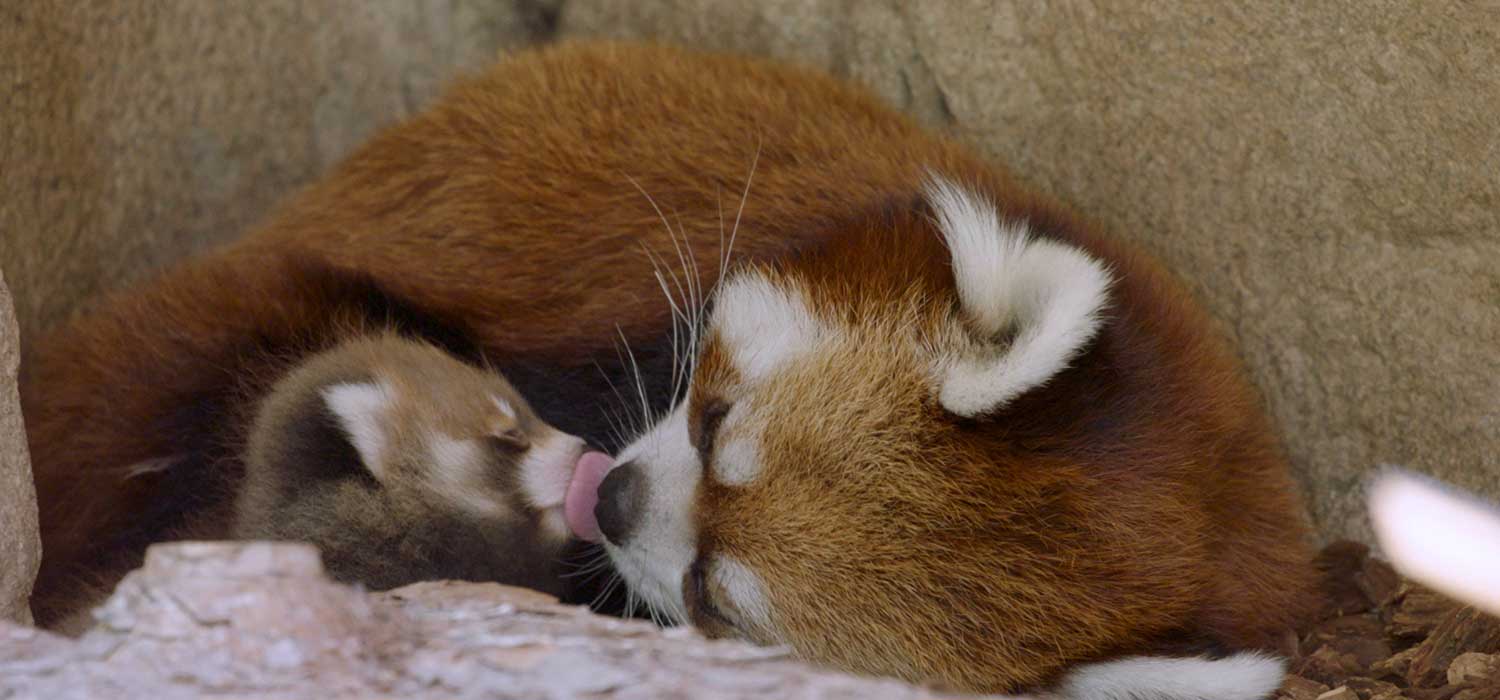 Red Panda Cub San Diego Zoo Wildlife Alliance