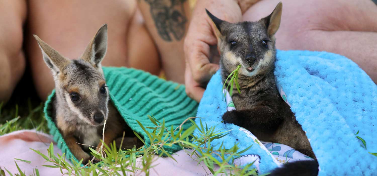 Wallaby Playdate at Aussie Ark