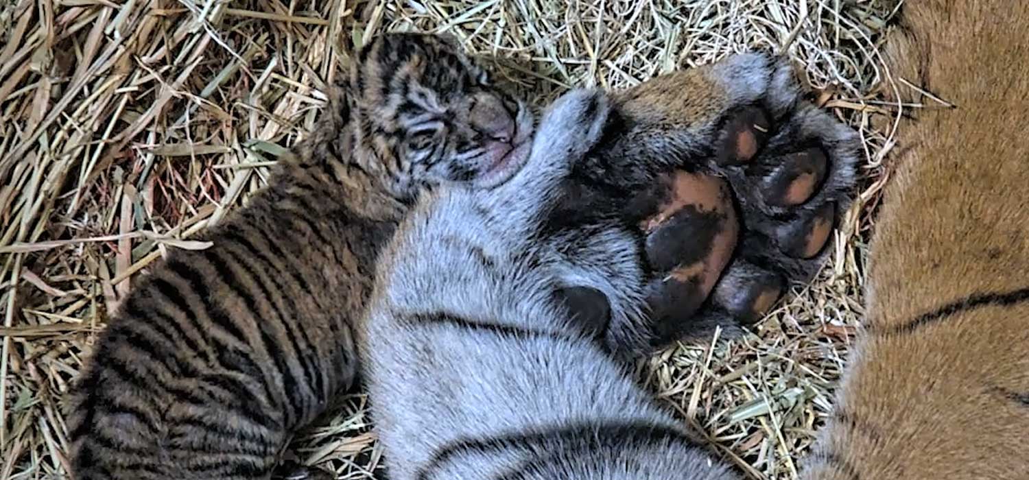 Tiger Cubs San Diego Zoo Safari Park