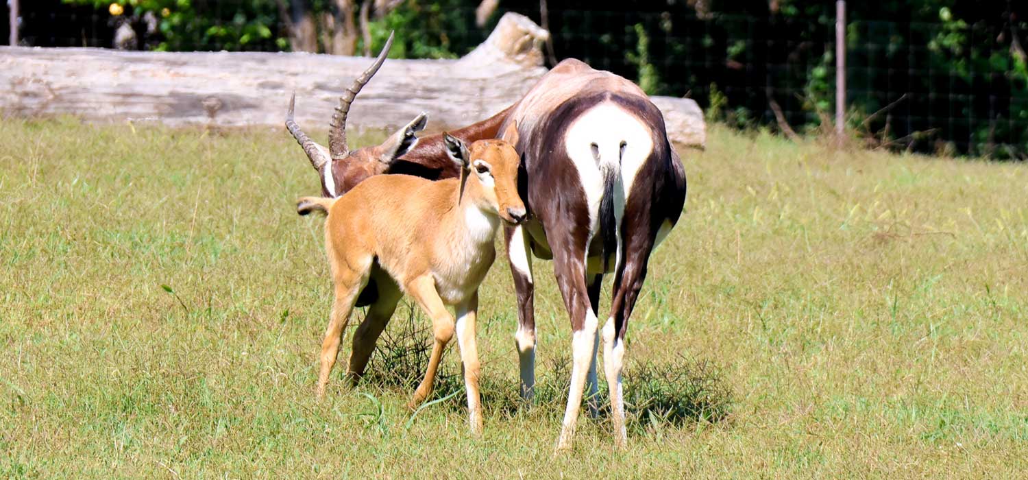 Bontebok Calf at Nashville Zoo