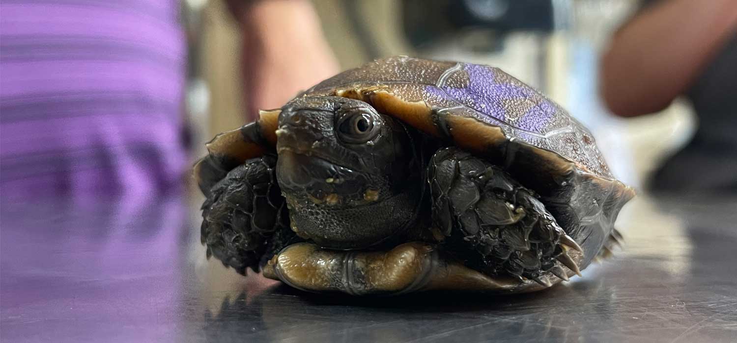 Burmese Brown Tortoise Hatchlings at San Antonio Zoo