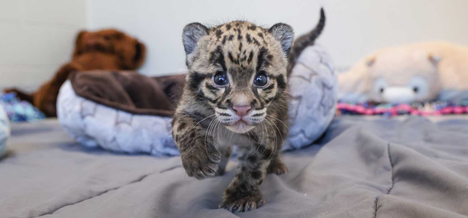 Clouded Leopard Cub at Nashville Zoo