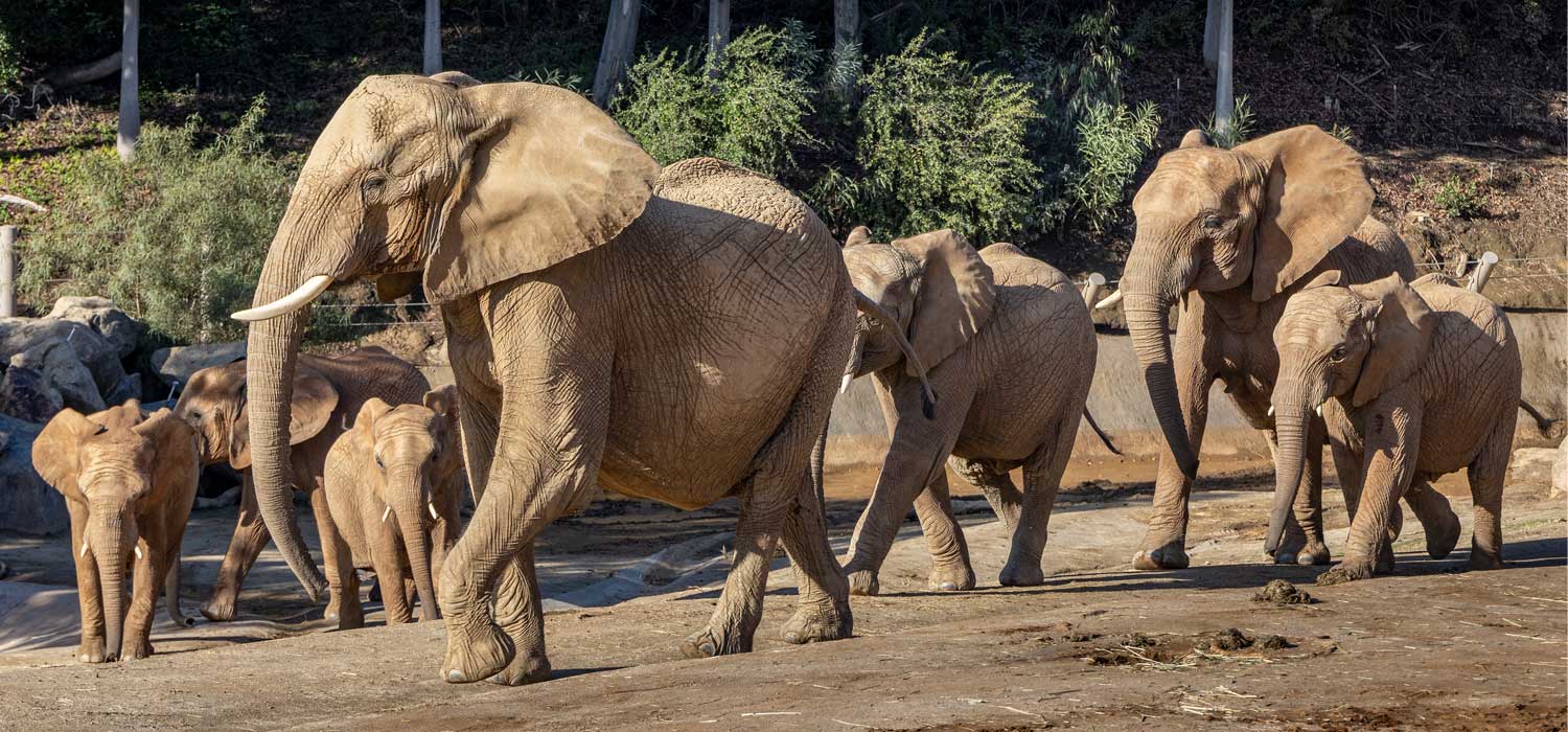 San Diego Zoo Safari Park Announce Elephant Valley as New Habitat for