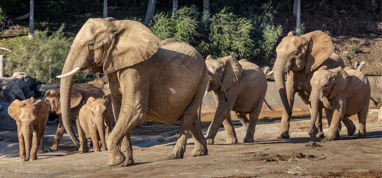 Elephant Valley at San Diego Zoo Safari Park