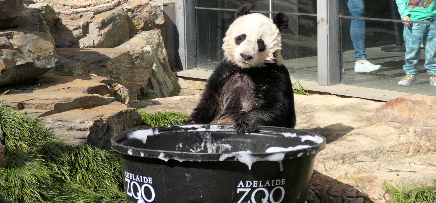 Giant Panda Birthday Party at Adelaide Zoo