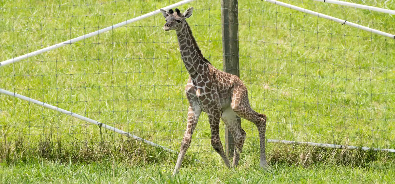Giraffe Calf Born at the Wilds