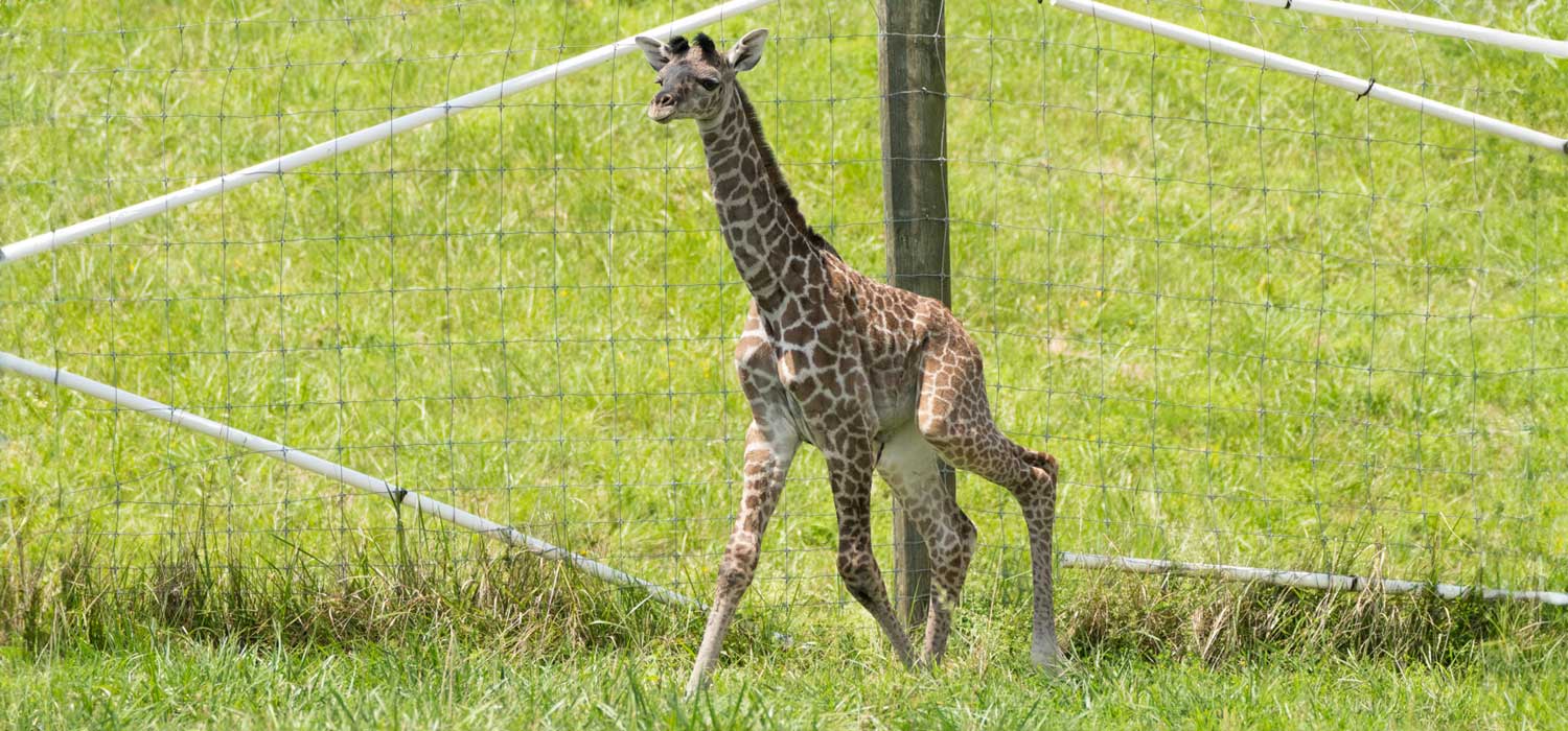 Giraffe Calf Born at the Wilds