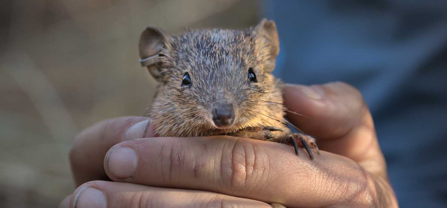 Golden Bandicoots Return to Central Australia Australian Wildlife Conservancy