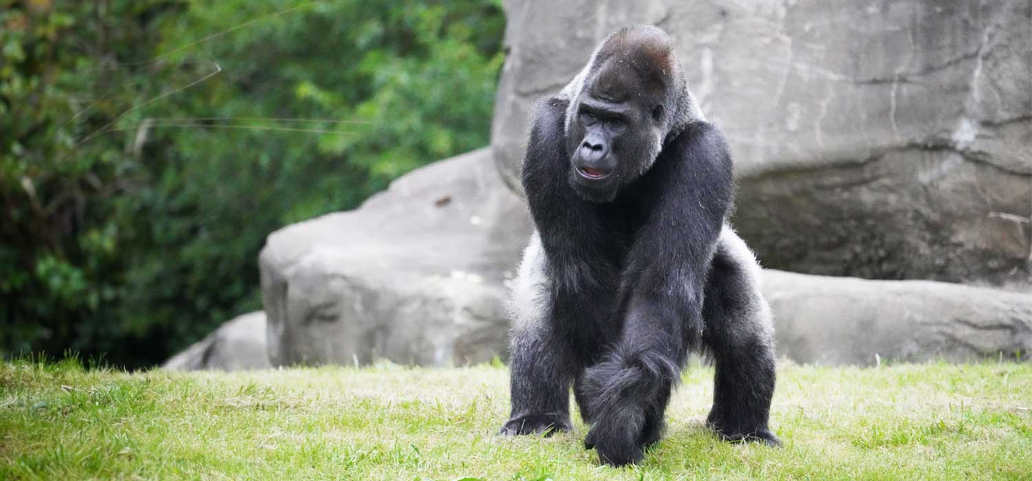 Gorilla Family Arrive at the Detroit Zoo