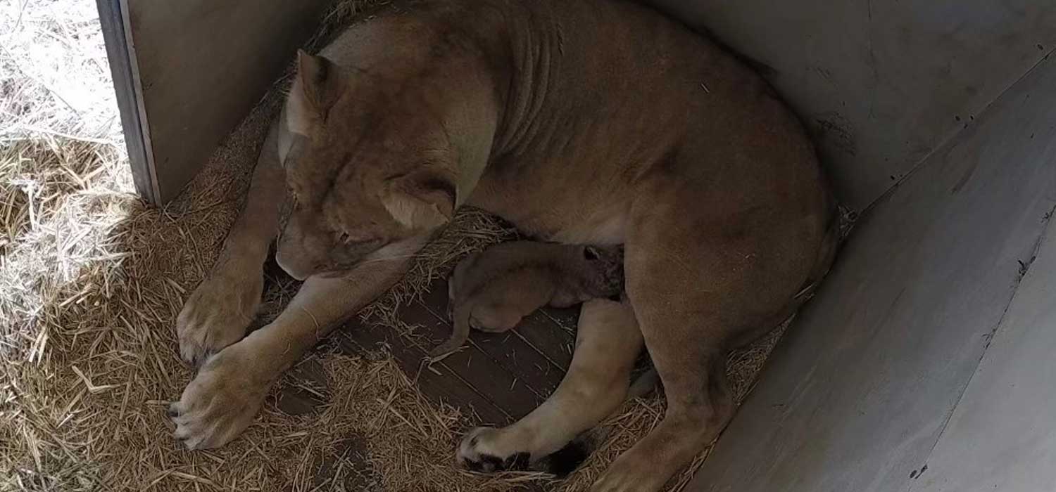 Monarto Safari Park Lion Cub