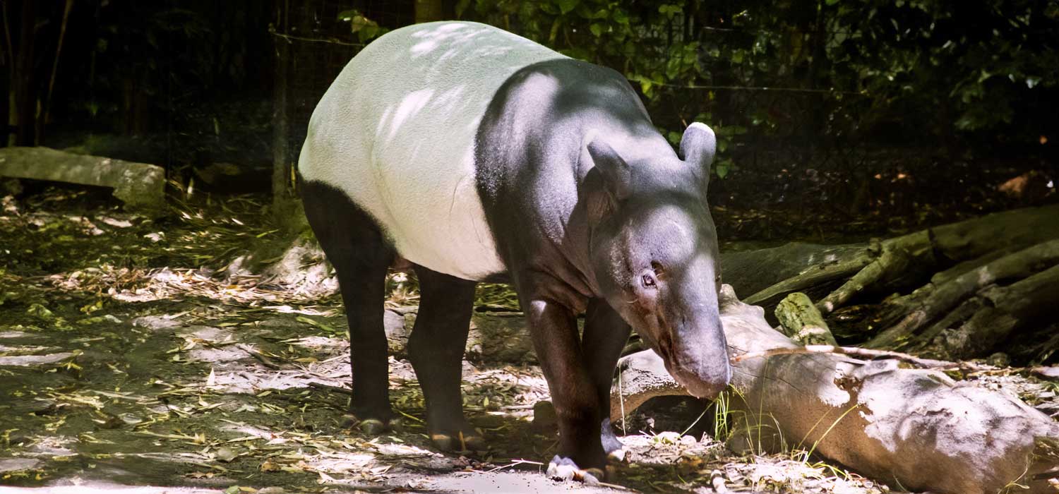 Malayan Tapir Bintang Passes Away at Woodland Park Zoo