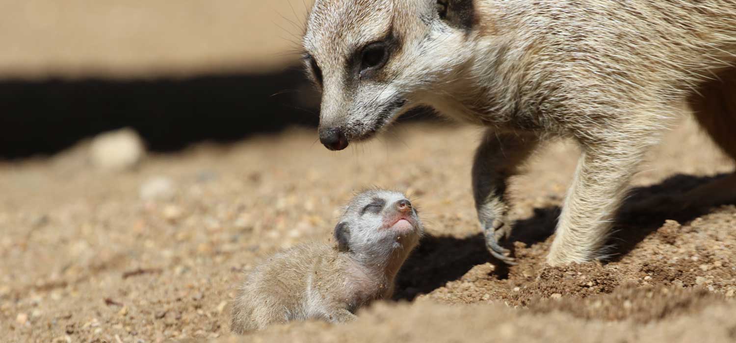 Meerkat Pups at Taronga Western Plains Zoo