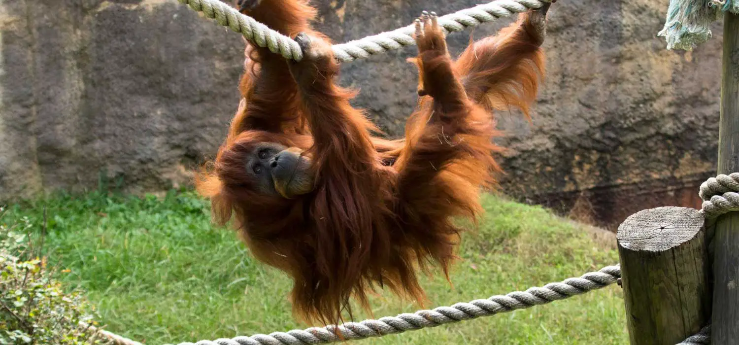 Sumatran Orangutan Passes Away at Zoo Atlanta