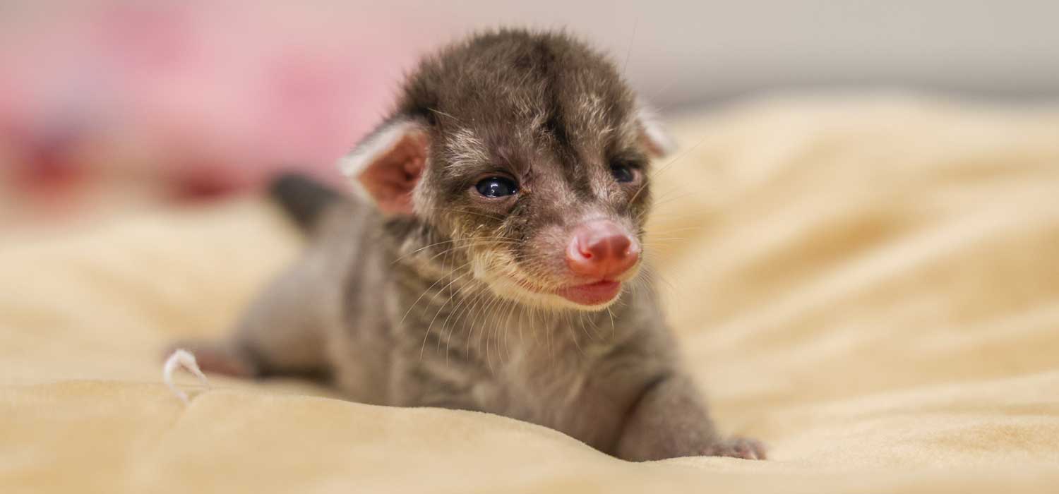 Banded Palm Civet Kit at Nashville Zoo