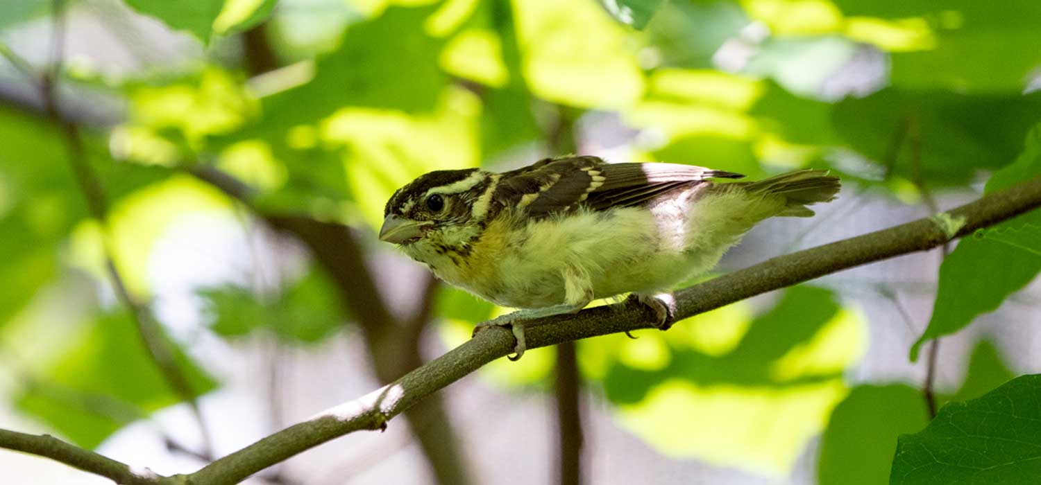 Read Breasted Grosbeak Hatching at Columbus Zoo and Aquarium