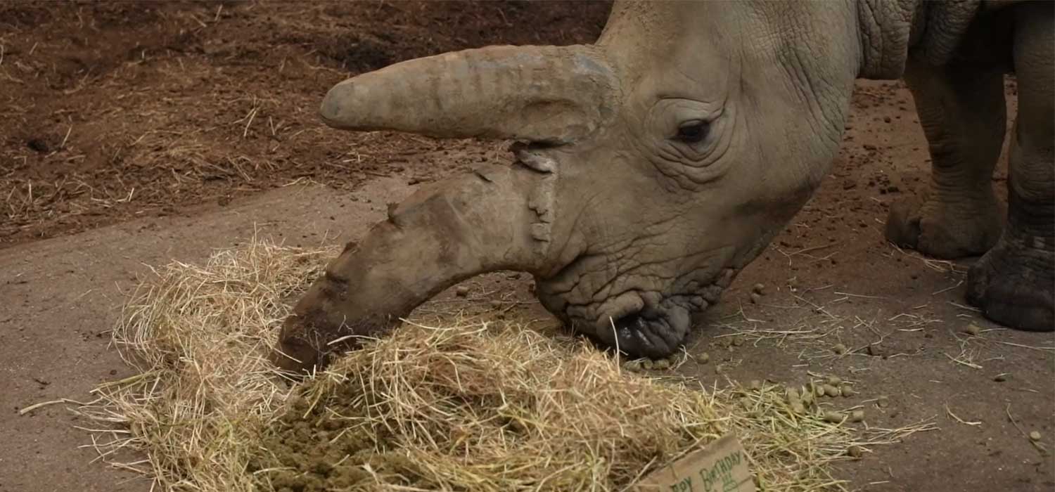 Rhino Birthday at Marwell Zoo