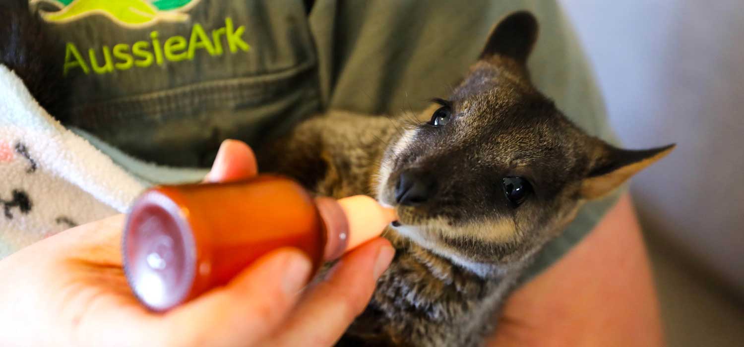 Rocket the rock wallaby at Aussie Ark