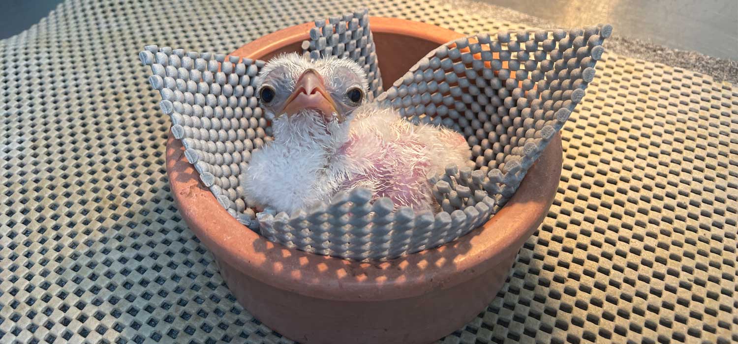 Secretary Bird Chick San Antonio Zoo