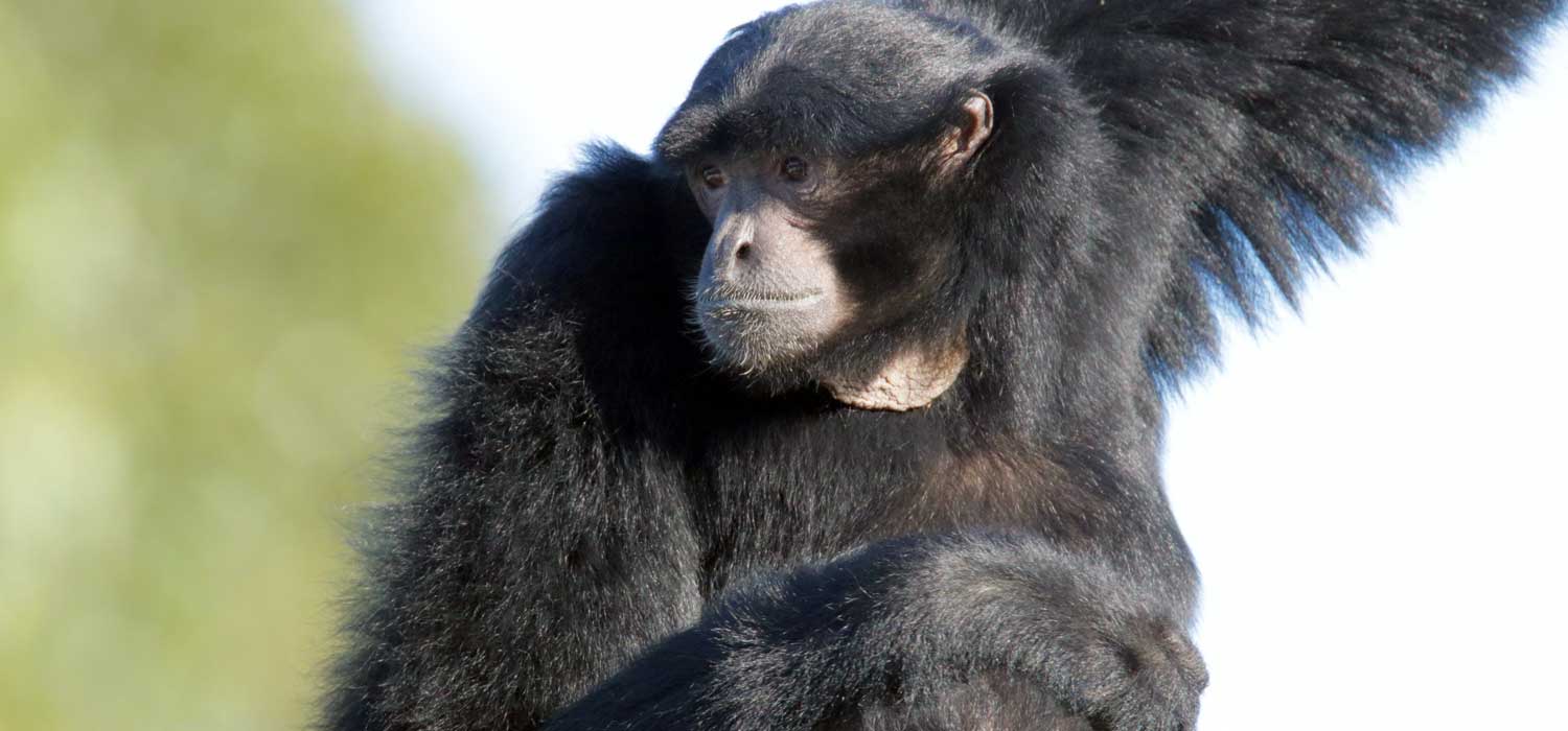 Siamang Arrives at Orana Wildlife Park