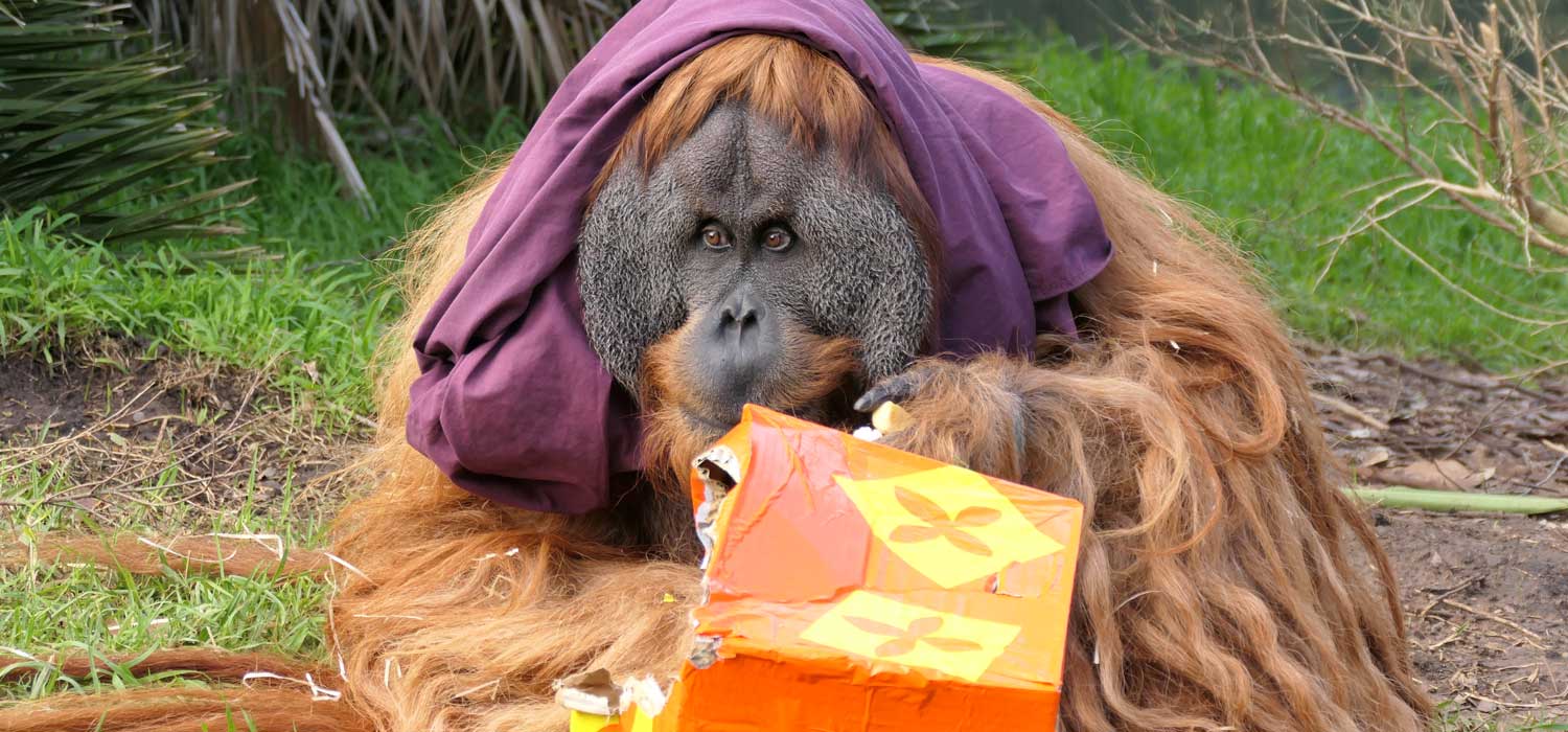 World Orangutan Day Celebrations at Adelaide Zoo