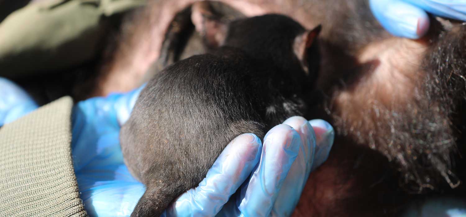 500th Tasmanian Devil Joey born at Aussie Ark