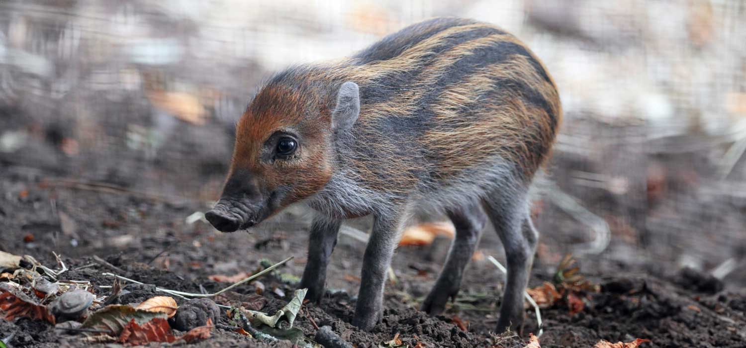 Visayan Warty Pigs at RZSS Edinburgh Zoo