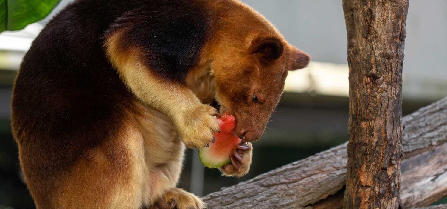 World Watermelon Day at WILD LIFE Sydney Zoo