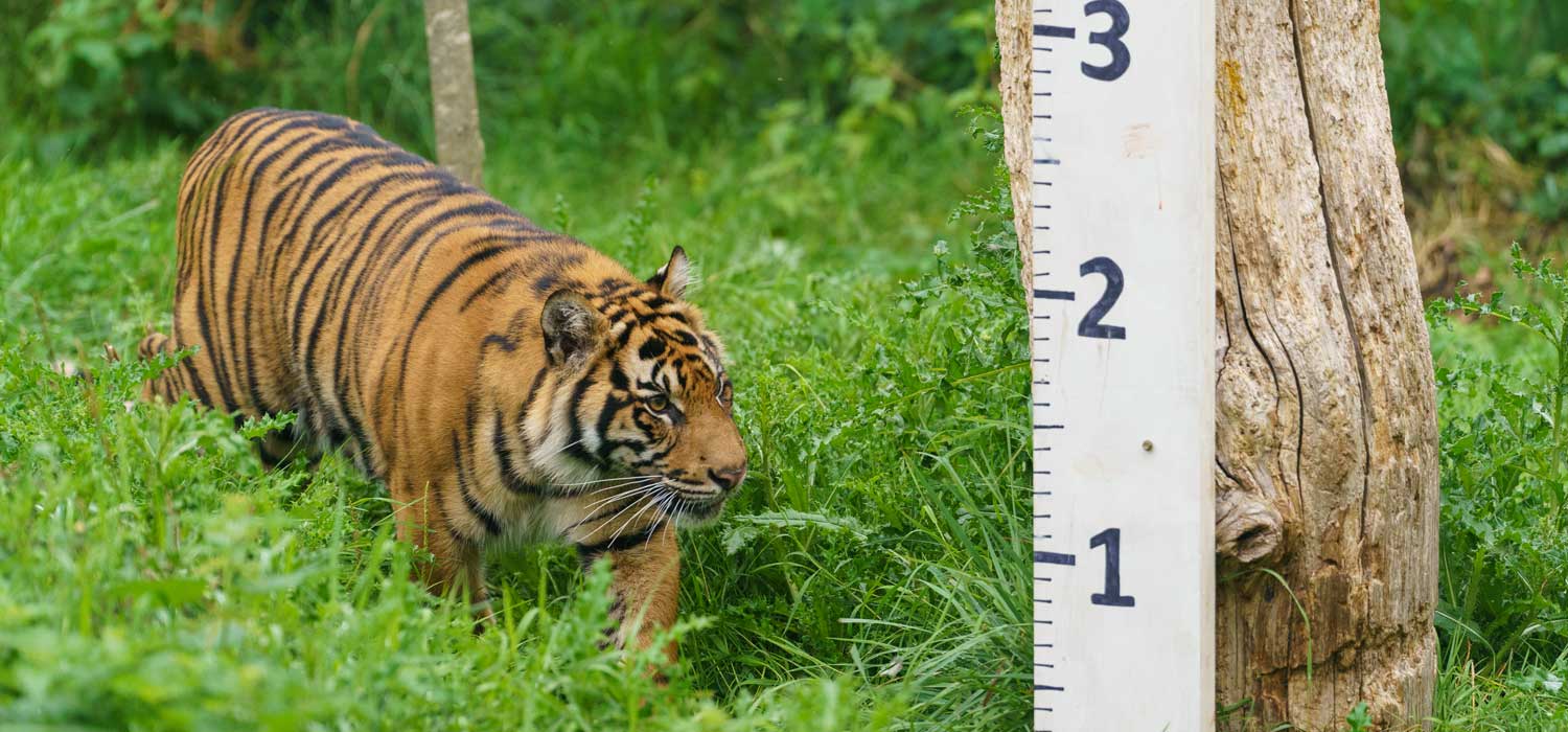 London Zoo Animal Weigh In