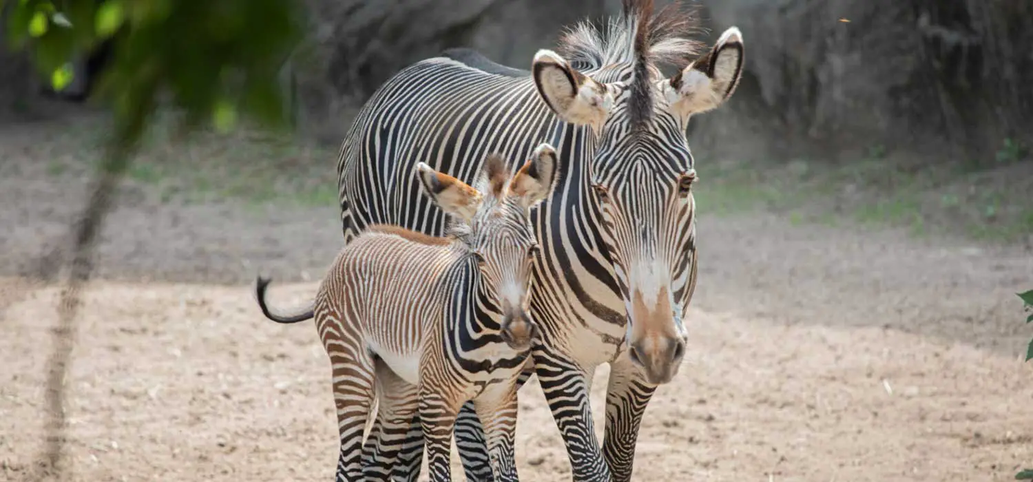 Zebra Foal at Lincoln Park Zoo