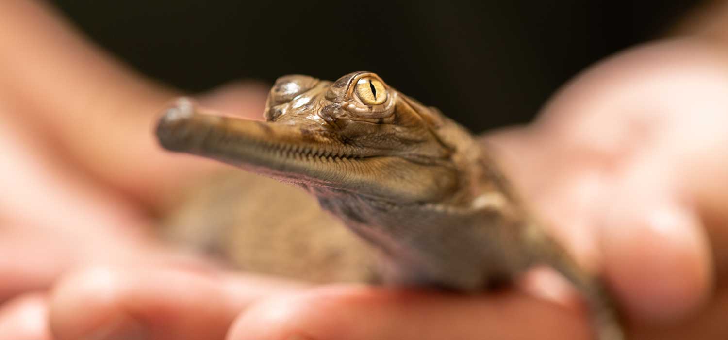 Gharial Hatchling at Fort Worth Zoo