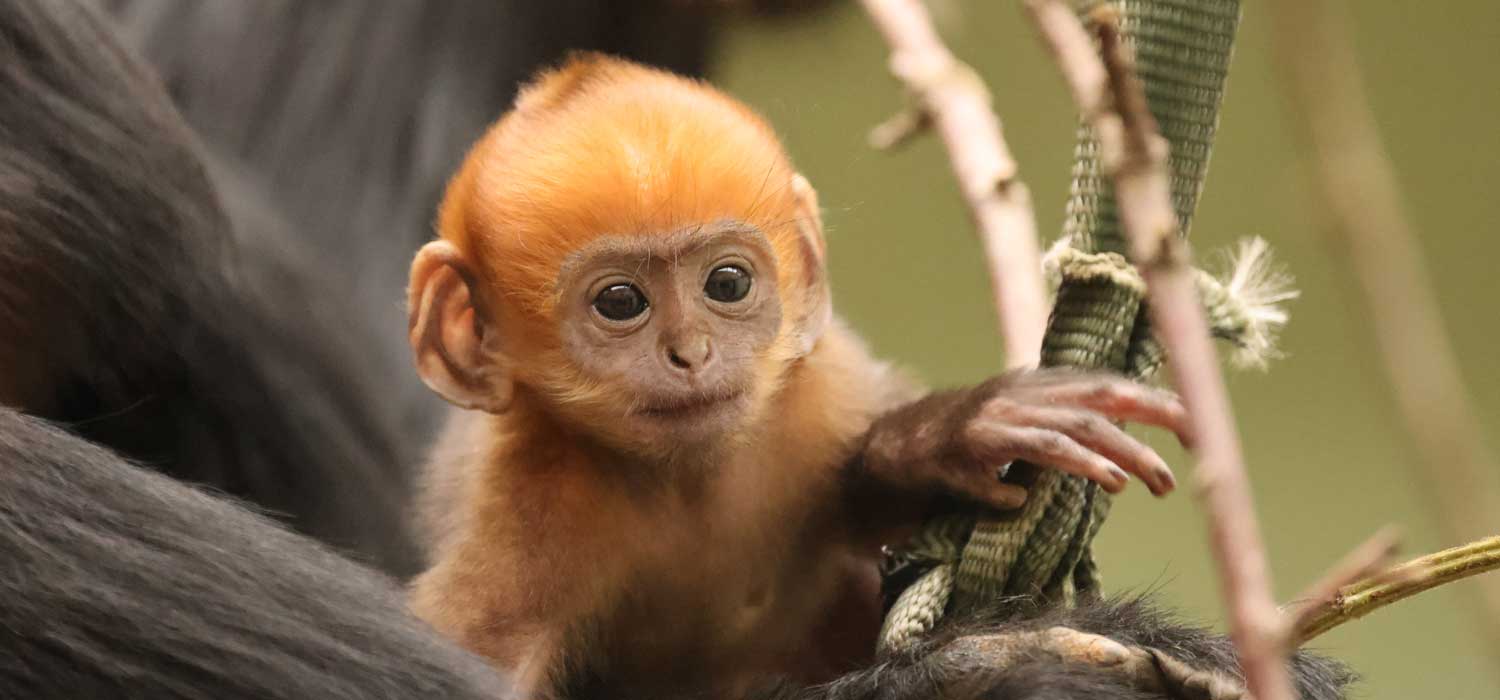 ZSL Whipsnade Zoo Francois Langur Infant