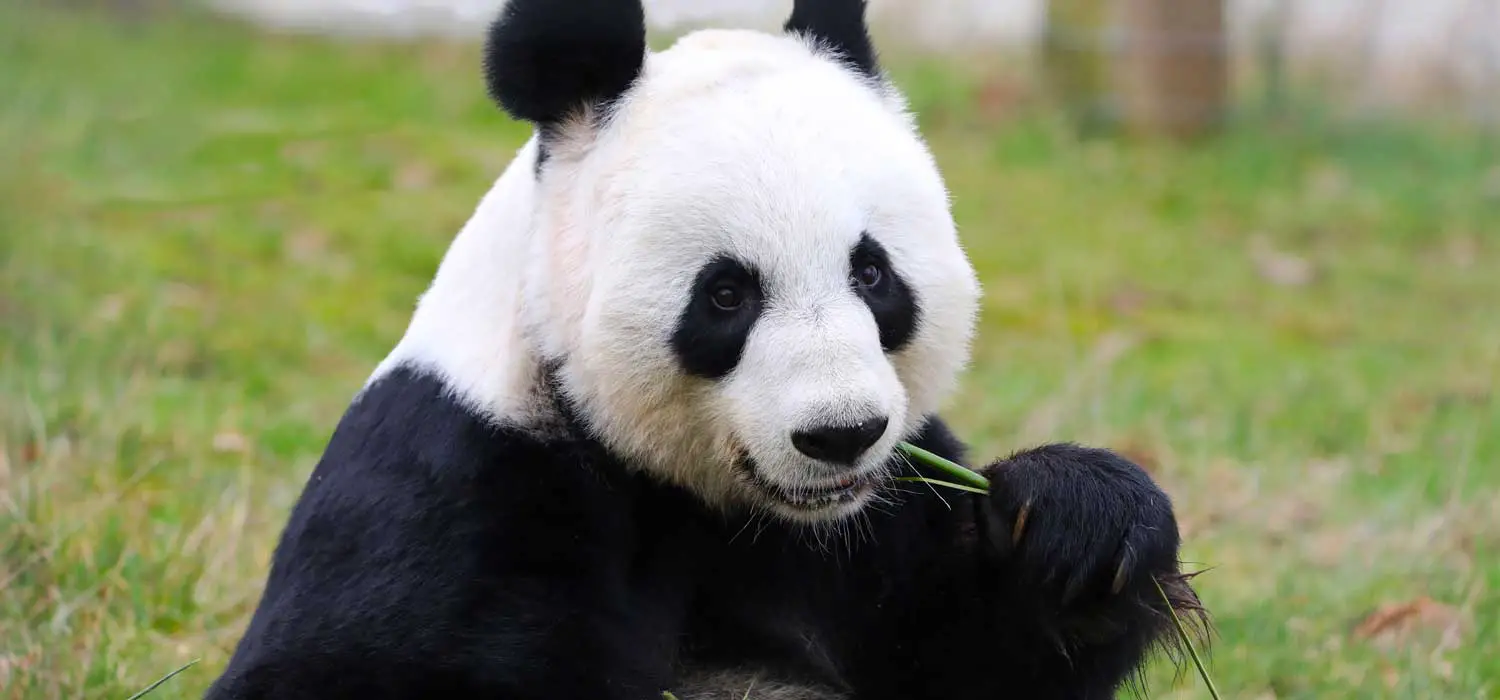 Edinburgh Zoo Giant Pandas Returning to China