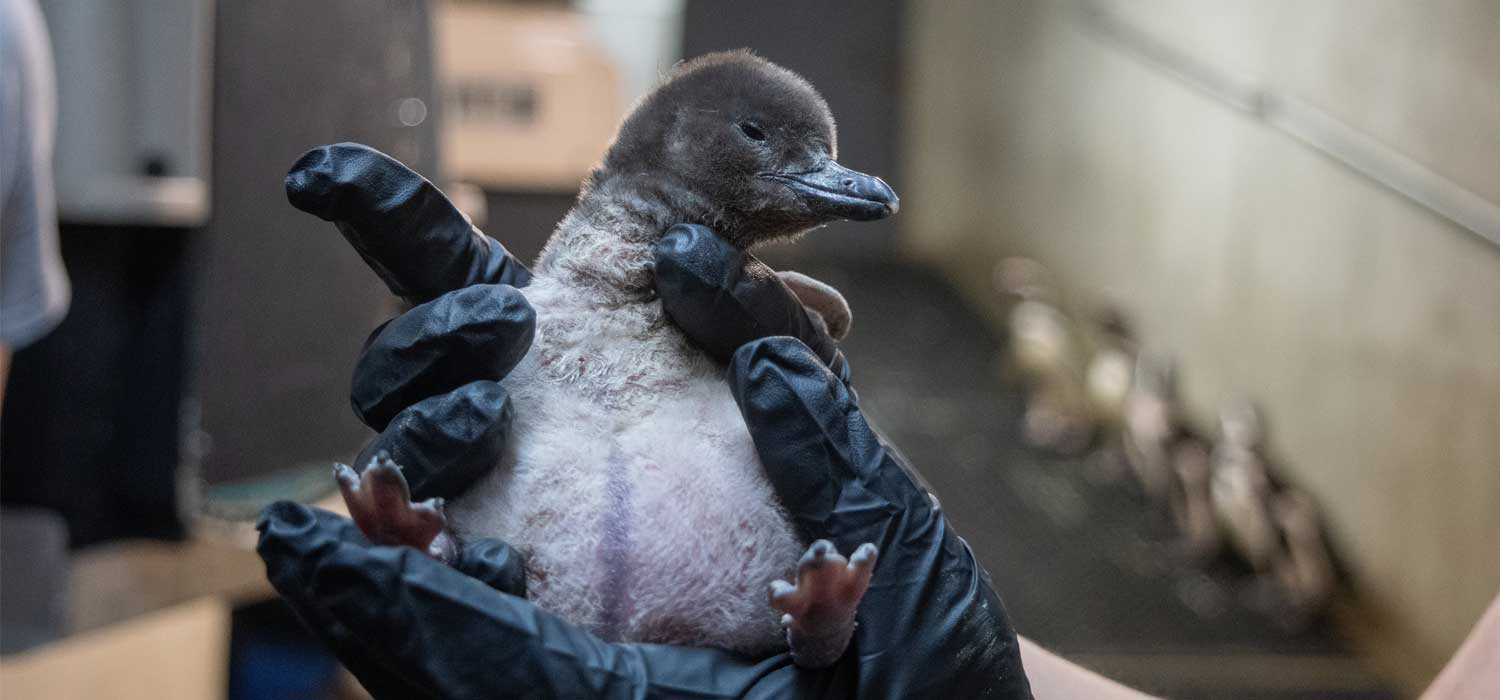 Magellanic penguin Chick at Potter Park Zoo