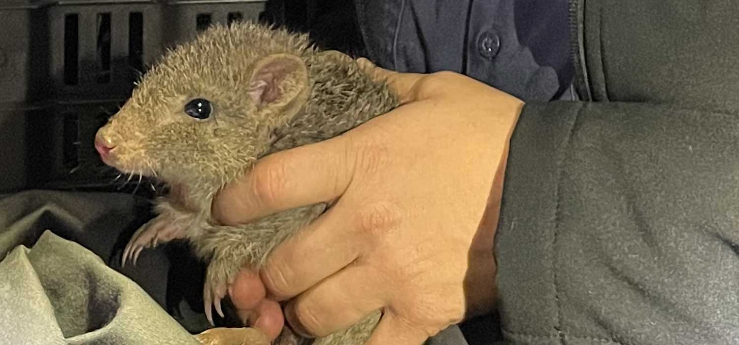 Northern Bettong Baby Mount Zero-Taravale Australian Wildlife Conservancy