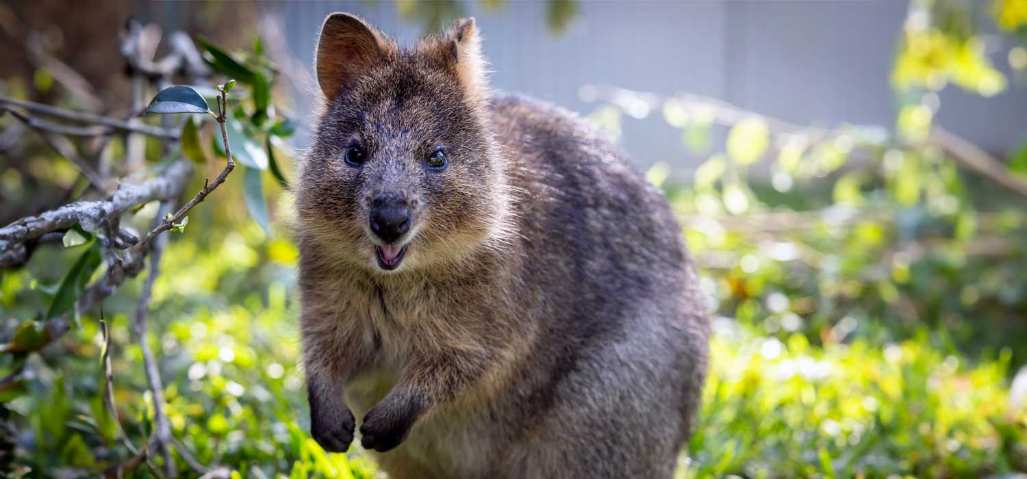 Quokka Arrival at Australia Zoo