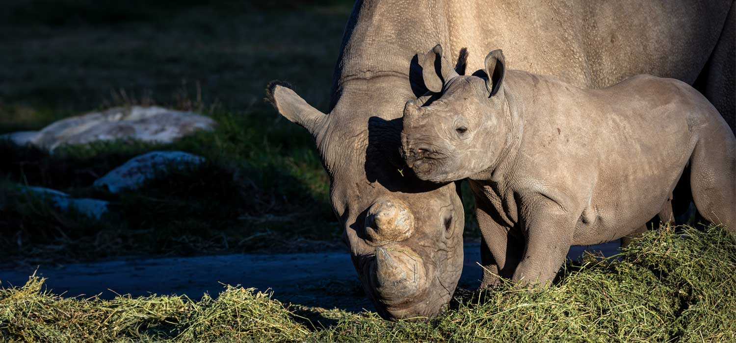 Black Rhino Calf Debuts at Taronga Western Plains Zoo