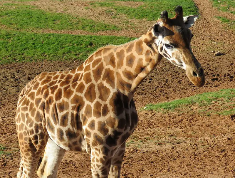 Giraffe | The Animal Facts | Appearance, Diet, Habitat, Behavior
