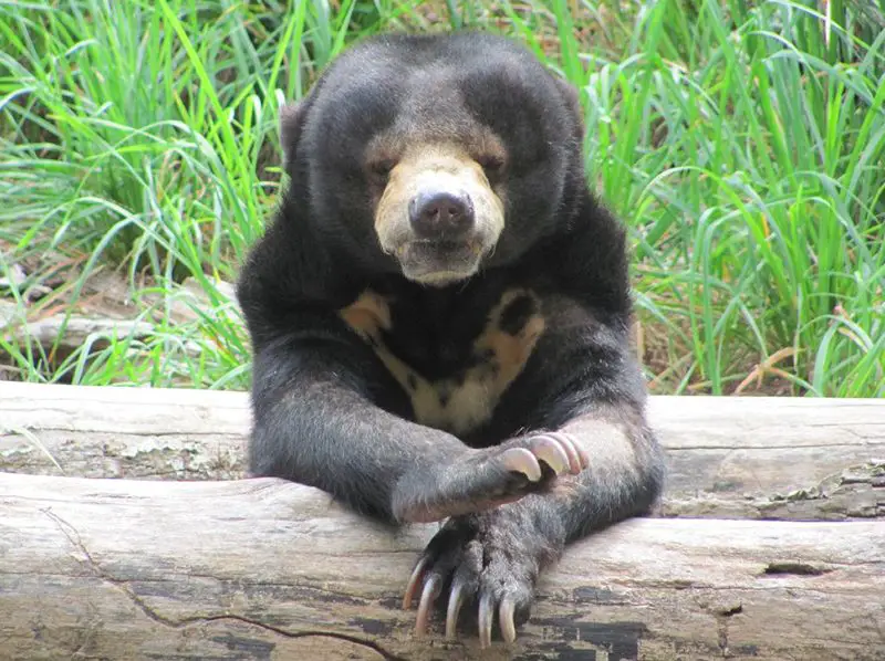 Sun Bear | The Animal Facts | Appearance, Behavior, Habitat, Lifespan