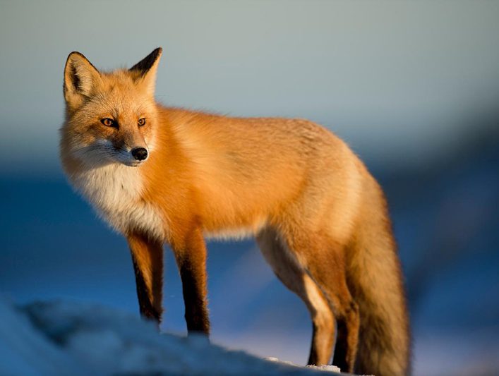 Red Fox | The Animal Facts | Appearance, Diet, Habitat, Behavior