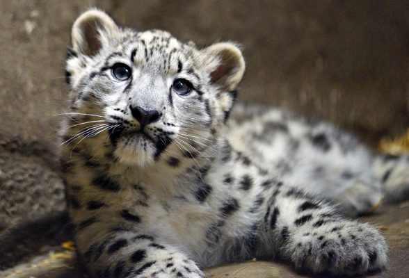 Snow-leopard-cub-Brookfield-5.jpg