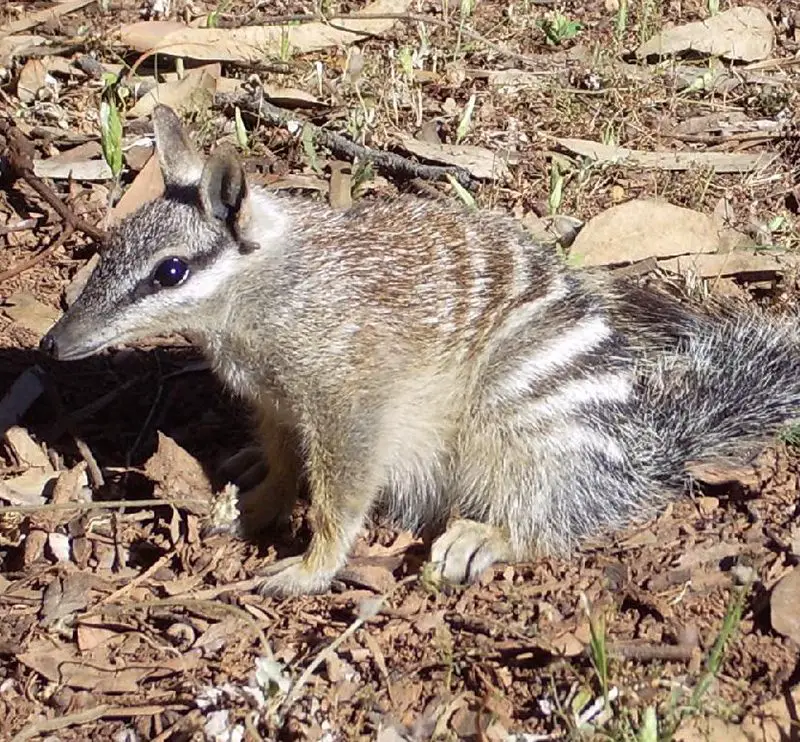 Numbat the animal facts appearance diet habitat behavior lifespan