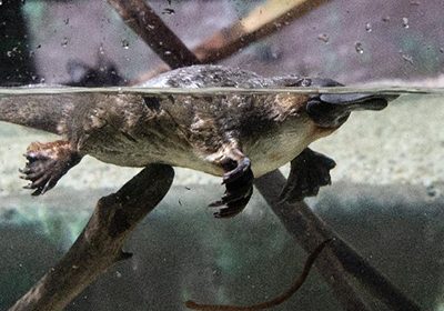 Platypus The Animal Facts Platypus The Animal Facts
