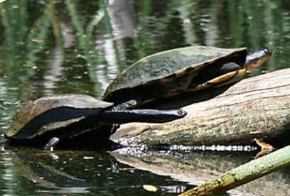 Common Snake-Necked Turtle | The Animal Facts | Appearance, Diet