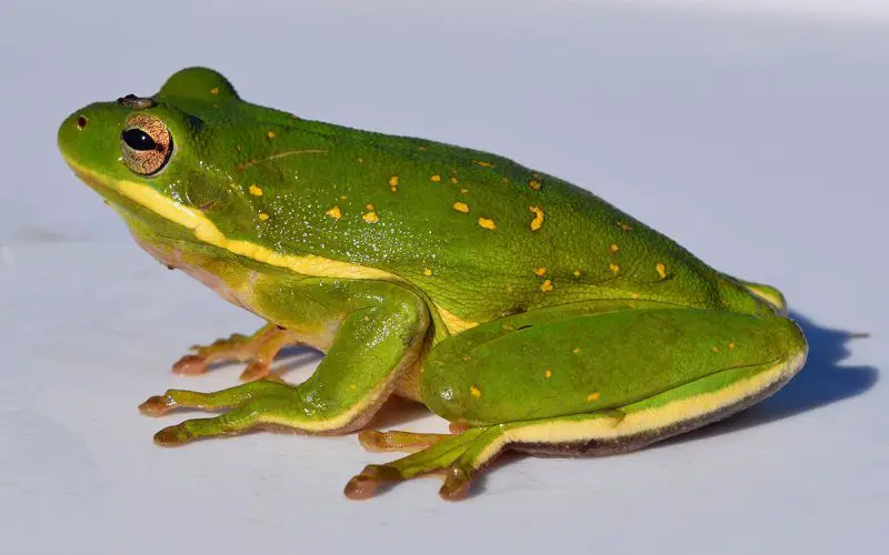 American Green Tree Frog The Animal Facts Appearance, Diet, Habitat