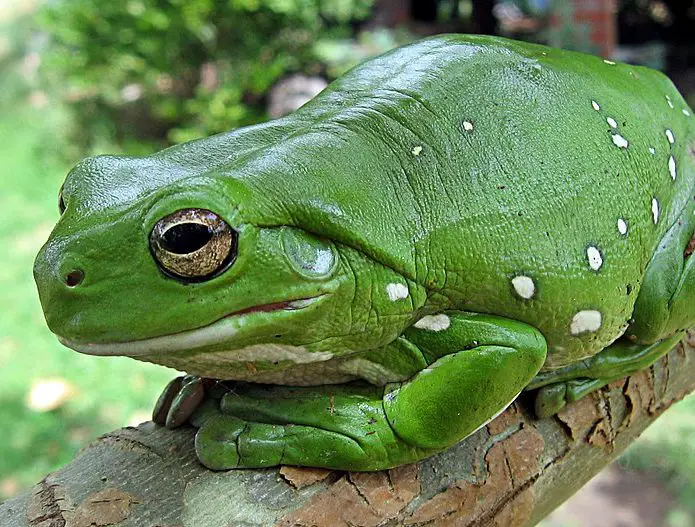 American Green Tree Frog | The Animal Facts | Appearance, Diet, Habitat