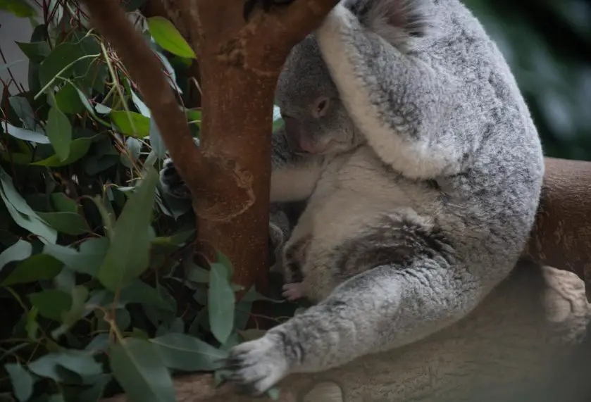 Koala Joey Peeks Out of the Pouch at Columbus Zoo | The ...