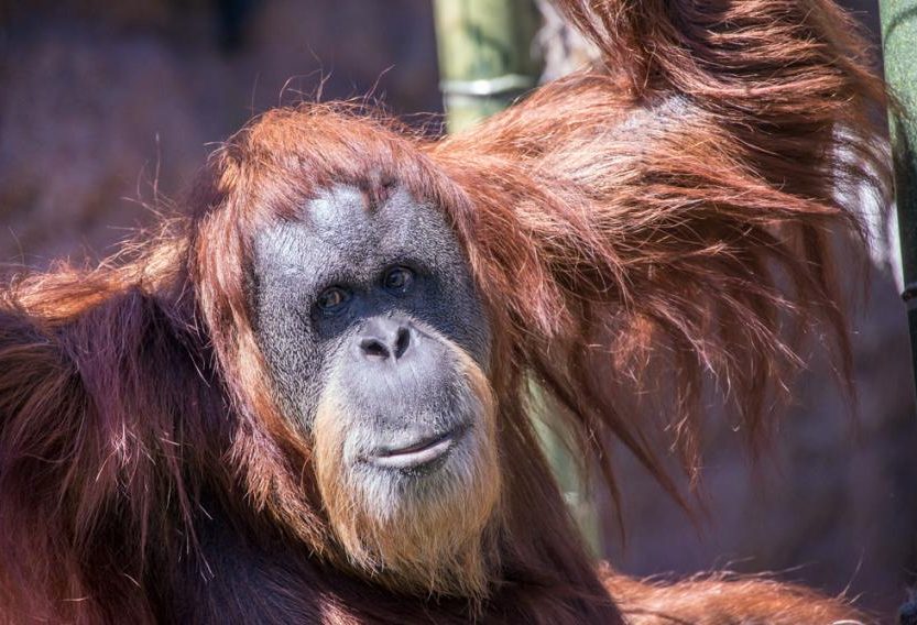 World S Oldest Orangutan Passes Away At Oregon Zoo The Animal Facts